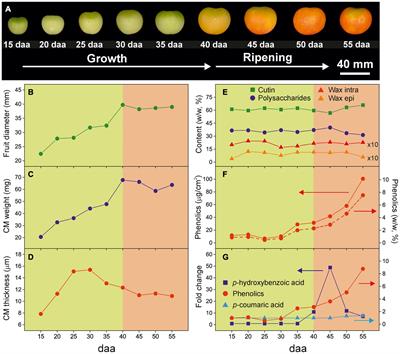 The Response of Tomato Fruit Cuticle Membranes Against Heat and Light